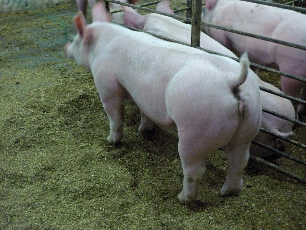pigs-for-sale-17-land-of-promise-farms