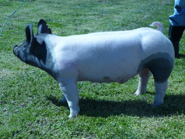 Pigs for Sale 031112-1