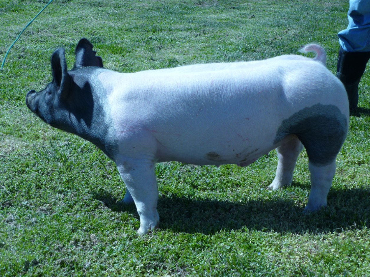 Pigs for Sale 0311121 Land of Promise Farms