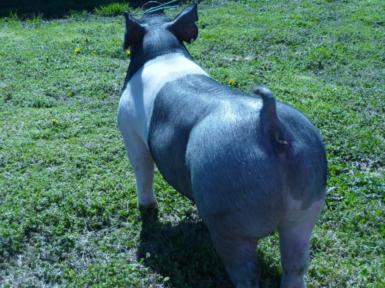 Pigs for Sale 0311124 Land of Promise Farms