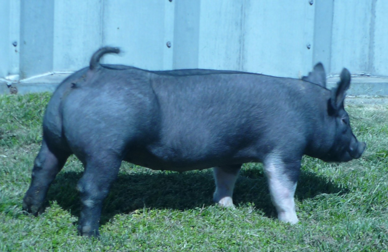 Pigs for Sale 0311127 Land of Promise Farms