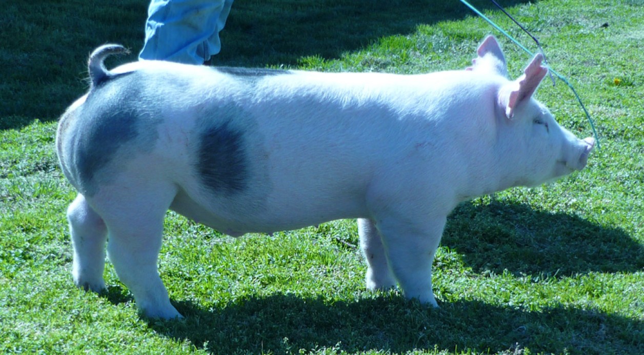 Pigs for Sale 0311128 Land of Promise Farms