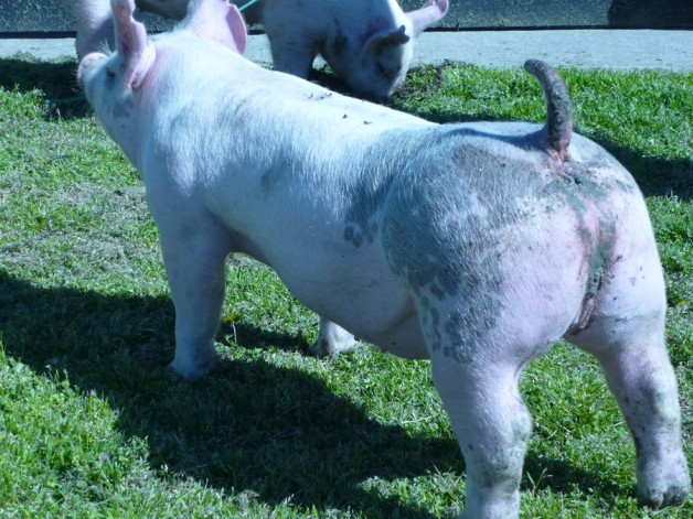 Pigs for Sale 031112-10